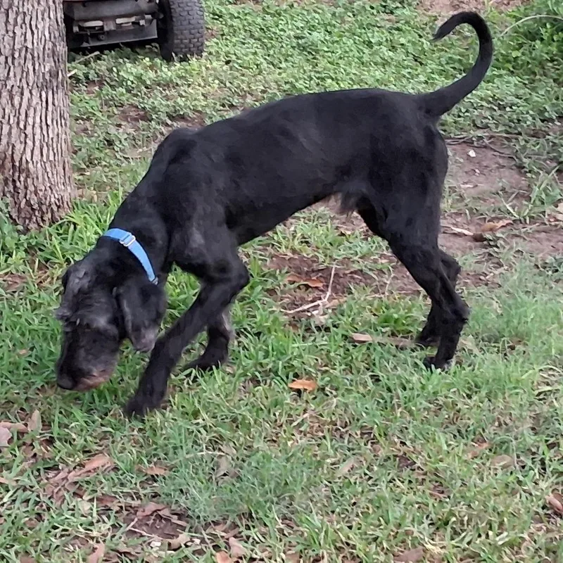 An adult large-sized male Black Giant Schnauzer dog named Archie GC for adoption in Austin, TX