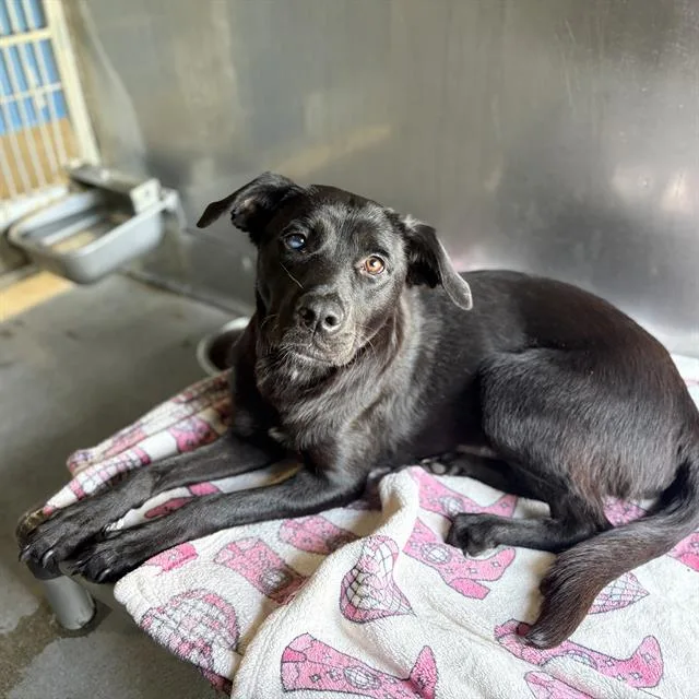 An adult medium-sized female Labrador Retriever dog named Evangeline for adoption in Camarillo, CA