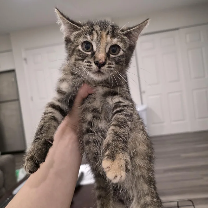 A baby medium-sized female Torbie cat named Luna for adoption in Moriches, NY