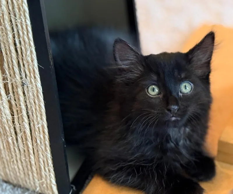 A baby medium-sized female Domestic Long Hair cat named Sussex for adoption in Bloomington, IN