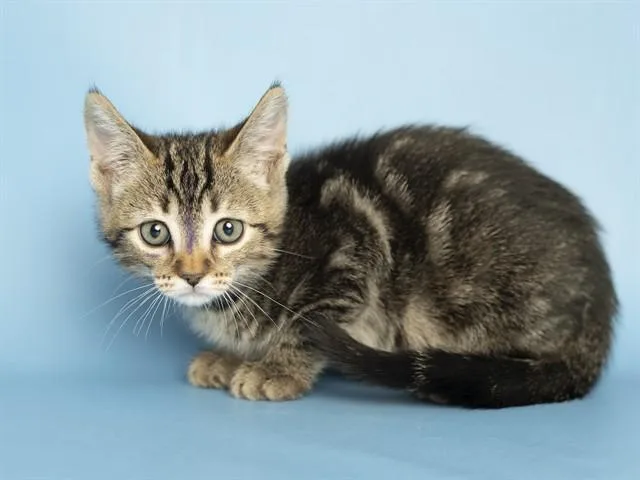 A baby small-sized female Domestic Short Hair cat named Emily for adoption in Phoenix, AZ