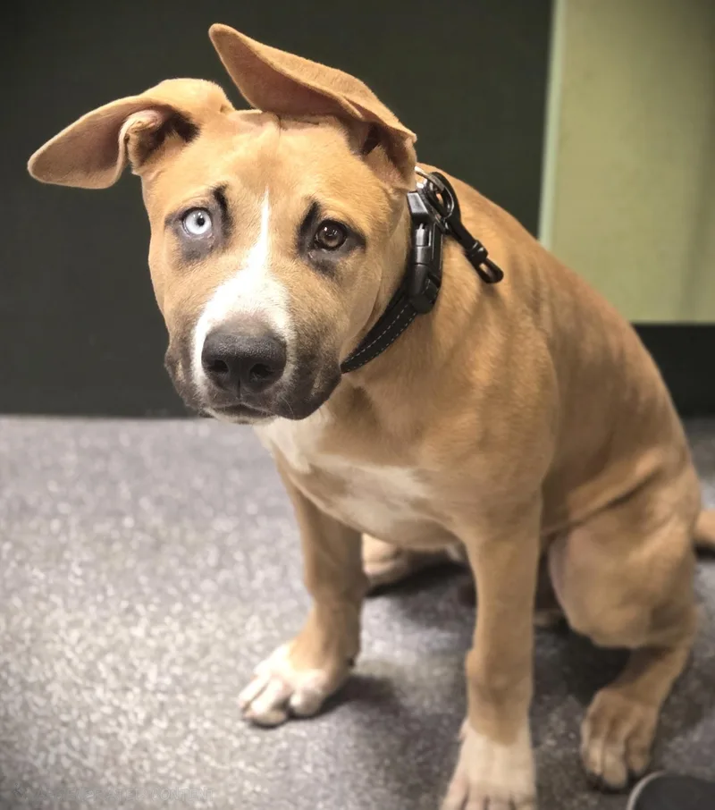 A young medium-sized male German Shepherd Dog dog named Enzo for adoption in Los Angeles, CA