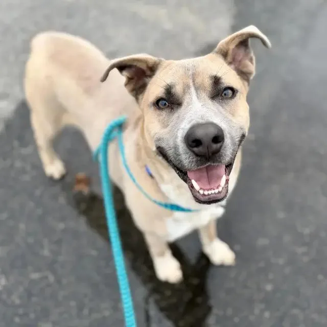 An adult medium-sized male Yellow / Tan / Blond / Fawn Mixed Breed dog named Trout for adoption in Cranston, RI