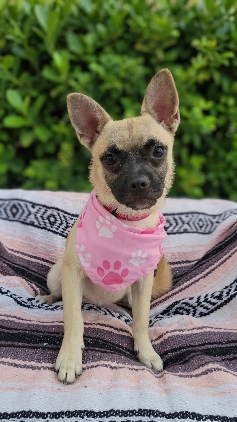 A baby small-sized female French Bulldog dog named Teddie for adoption in Anza, CA