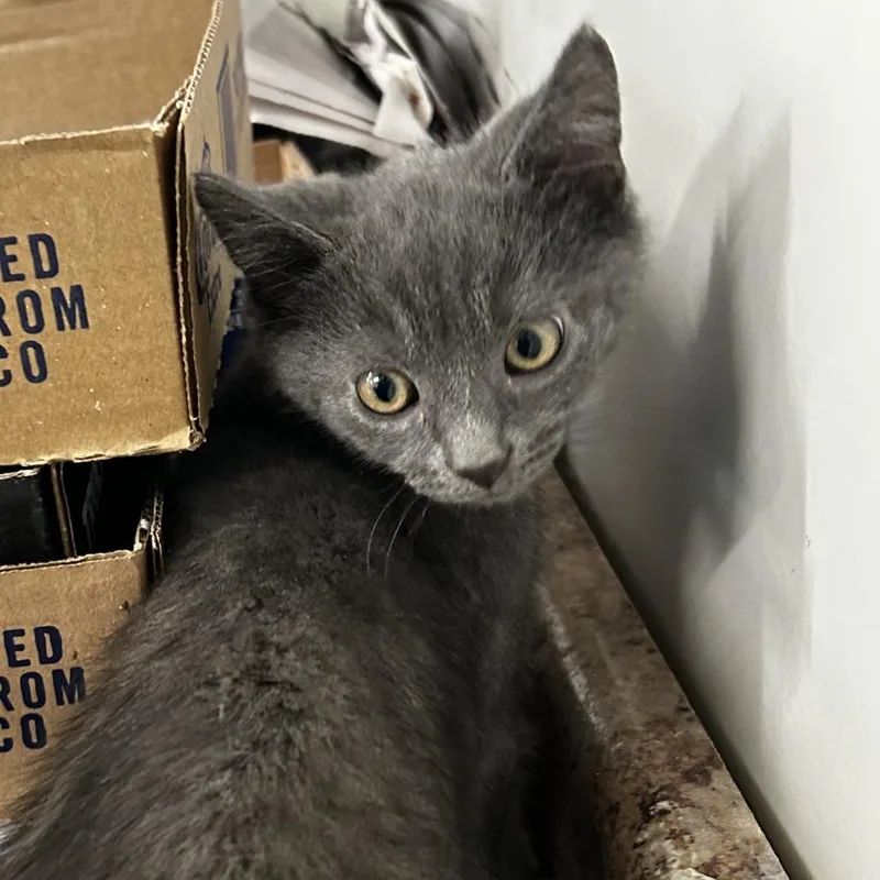 A baby small-sized male Gray / Blue / Silver Domestic Short Hair cat named Greyson for adoption in Delaware, OH