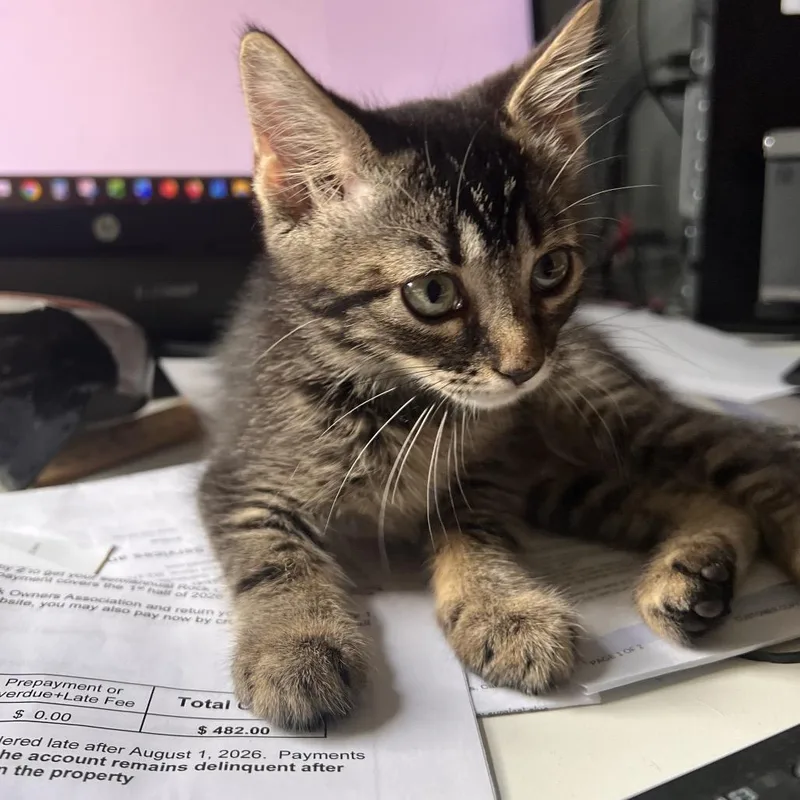 A baby small-sized female Brown / Chocolate Domestic Short Hair cat named Aniya for adoption in Gainesville, FL