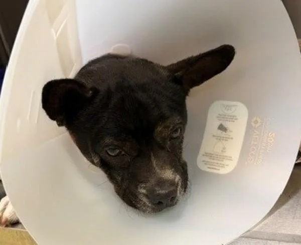 An adult small-sized male American Staffordshire Terrier dog named Gilbert for adoption in Escondido, CA