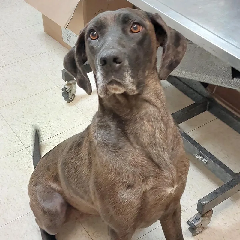 An adult small-sized female Gray / Blue / Silver Great Dane dog named Willo for adoption in Mocksville, NC