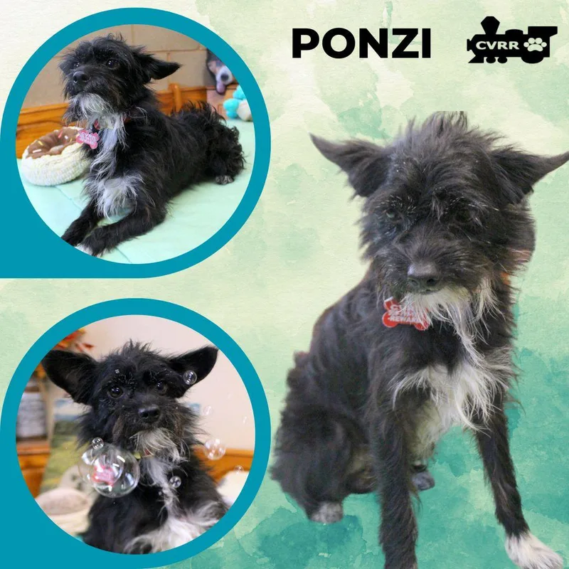 An adult small-sized male Terrier dog named Ponzi for adoption in LINDSAY, CA