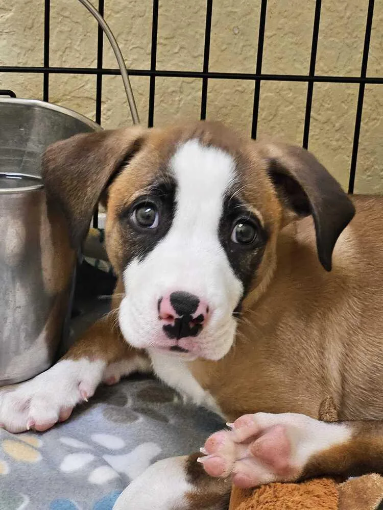 A baby small-sized male Tricolor (Brown, Black, & White) American Staffordshire Terrier dog named Sebastian for adoption in Lakeland, FL