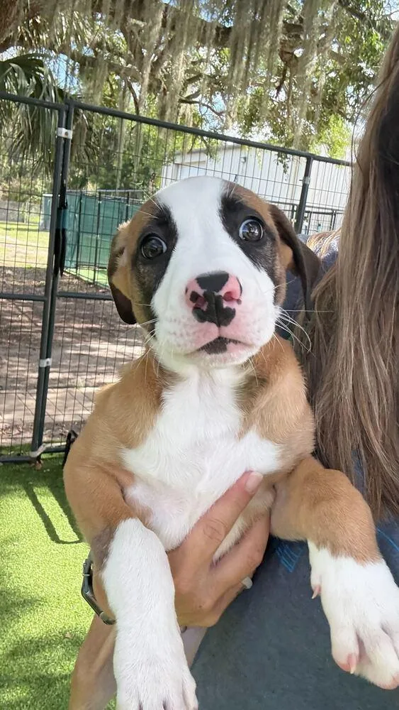 Sebastian thumbnail 3