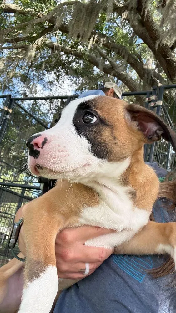 Sebastian thumbnail 4