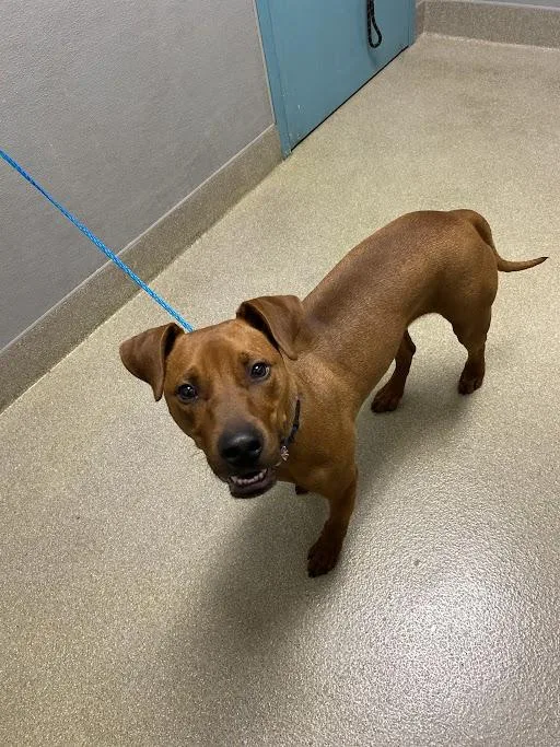 A young small-sized male Pit Bull Terrier dog named Milo for adoption in Las Vegas, NV