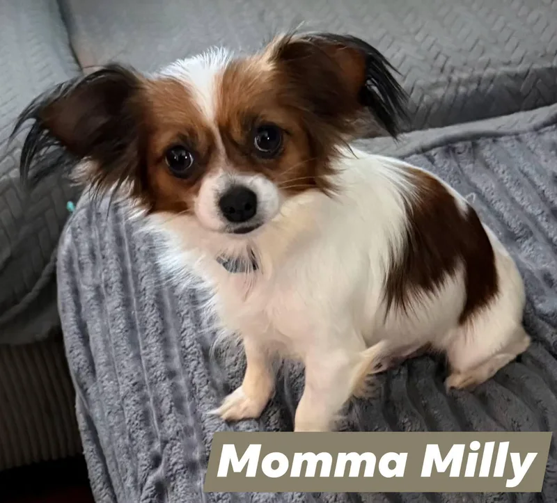 An adult small-sized female Tricolor (Brown, Black, & White) Chihuahua dog named Milly for adoption in Lexington, KY