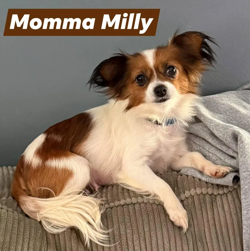Milly thumbnail 2
