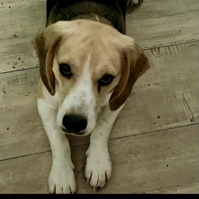 An adult medium-sized male Brown / Chocolate Beagle dog named Sammy Sosa for adoption in Fairfax Station, VA