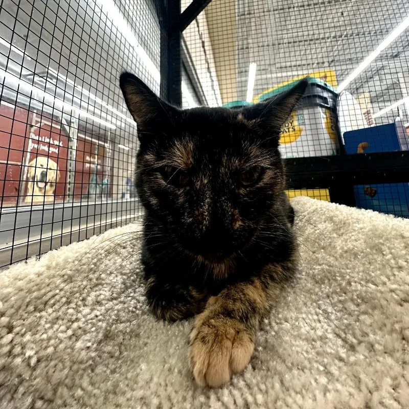 A young small-sized female Tortoiseshell cat named Mia for adoption in East Orange, NJ