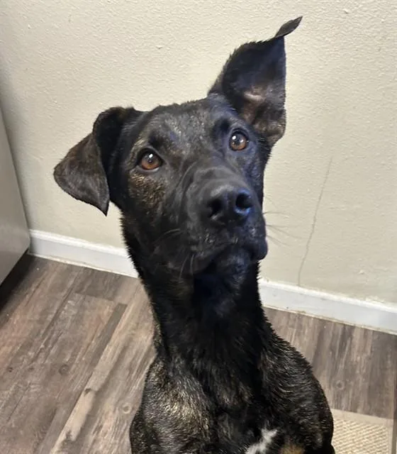 An adult medium-sized male Dutch Shepherd dog named Bonito for adoption in Albuquerque, NM