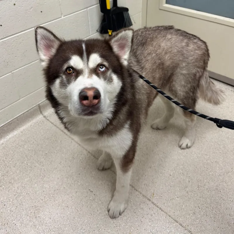 An adult large-sized male Red / Chestnut / Orange Siberian Husky dog named Leo for adoption in Murray, UT
