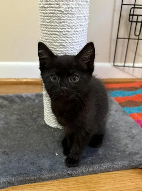 A baby medium-sized male Black Domestic Short Hair cat named Jerry for adoption in Herndon, VA