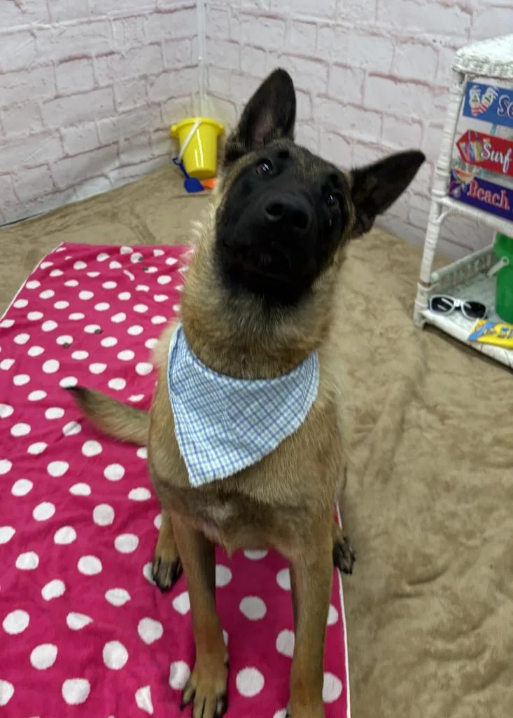 An adult large-sized male Belgian Shepherd / Malinois dog named Lind Hageby for adoption in Detroit, MI
