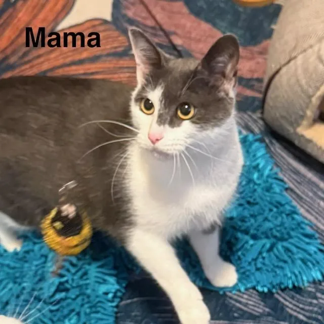 An adult large-sized female Gray & White Domestic Short Hair cat named Mama for adoption in Olympia, WA