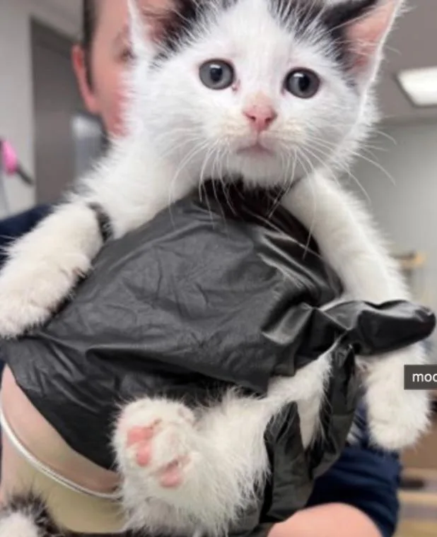 An adult small-sized male White Domestic Short Hair cat named Moo Mew for adoption in Cincinnati, OH