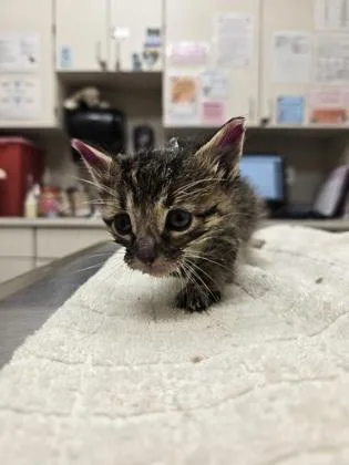 A baby small-sized male Domestic Short Hair cat named Oliver for adoption in Westland, MI