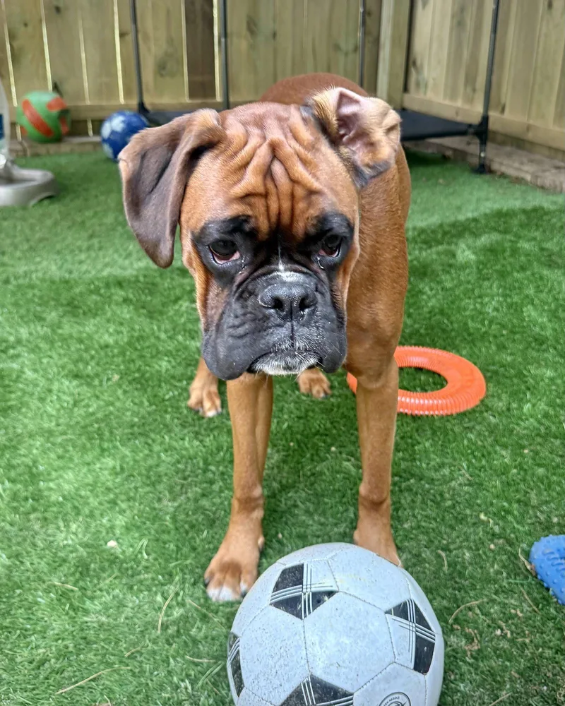A young large-sized male Boxer dog named Elliot for adoption in Monticello, NY