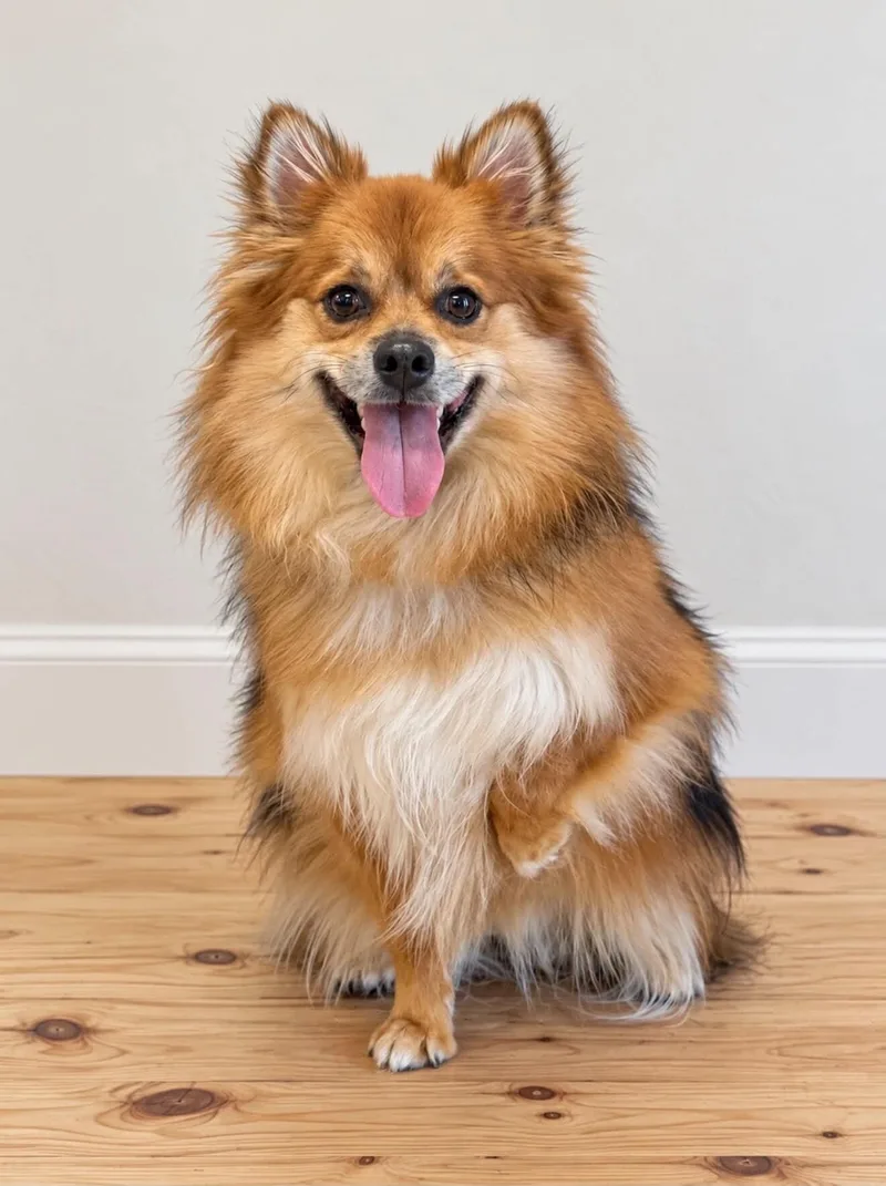 A young small-sized female Brown / Chocolate Pomeranian dog named Mochi for adoption in Georgetown, OH