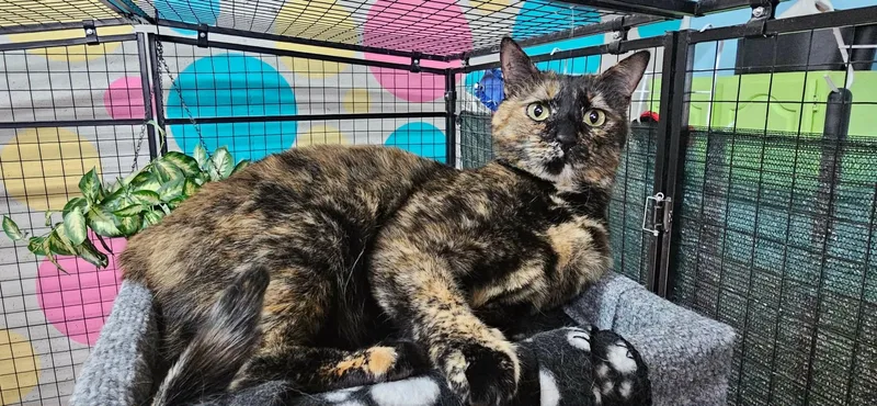 A young medium-sized female Tortoiseshell cat named Margarita for adoption in St. George, UT