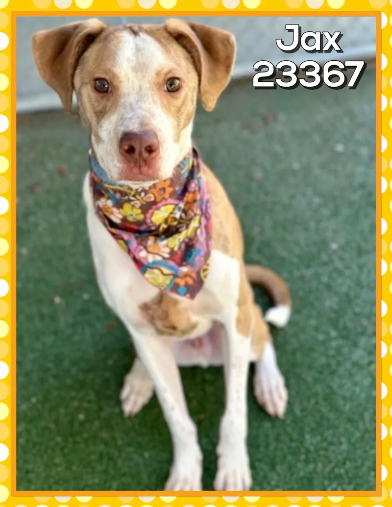 An adult medium-sized male Hound dog named Jax for adoption in Marietta, GA