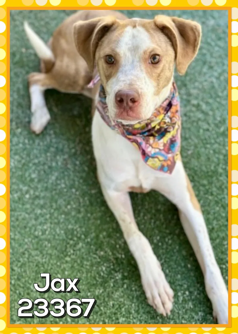 Jax thumbnail 2