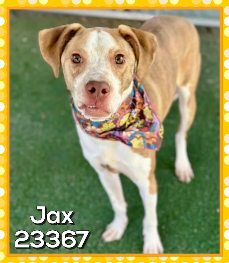 Jax thumbnail 3