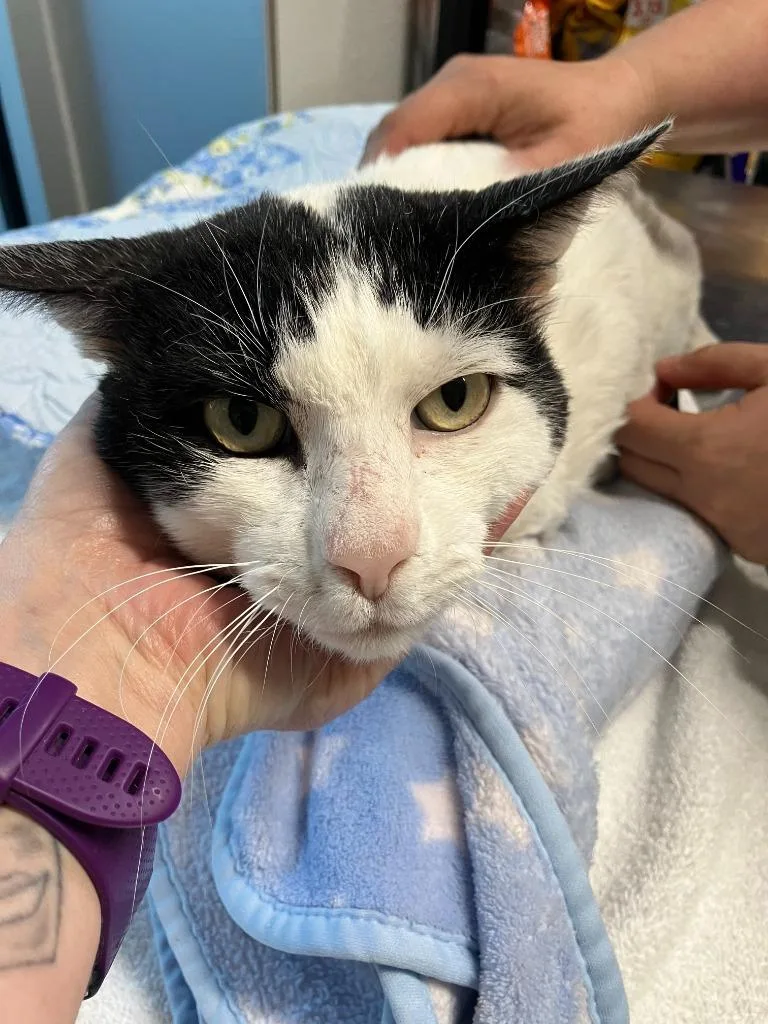 An adult medium-sized male Domestic Short Hair cat named Officer Mitch Bones for adoption in Mustang, OK