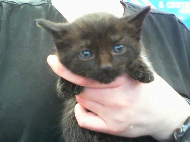A baby small-sized female Domestic Short Hair cat named Poof for adoption in Charlotte, NC