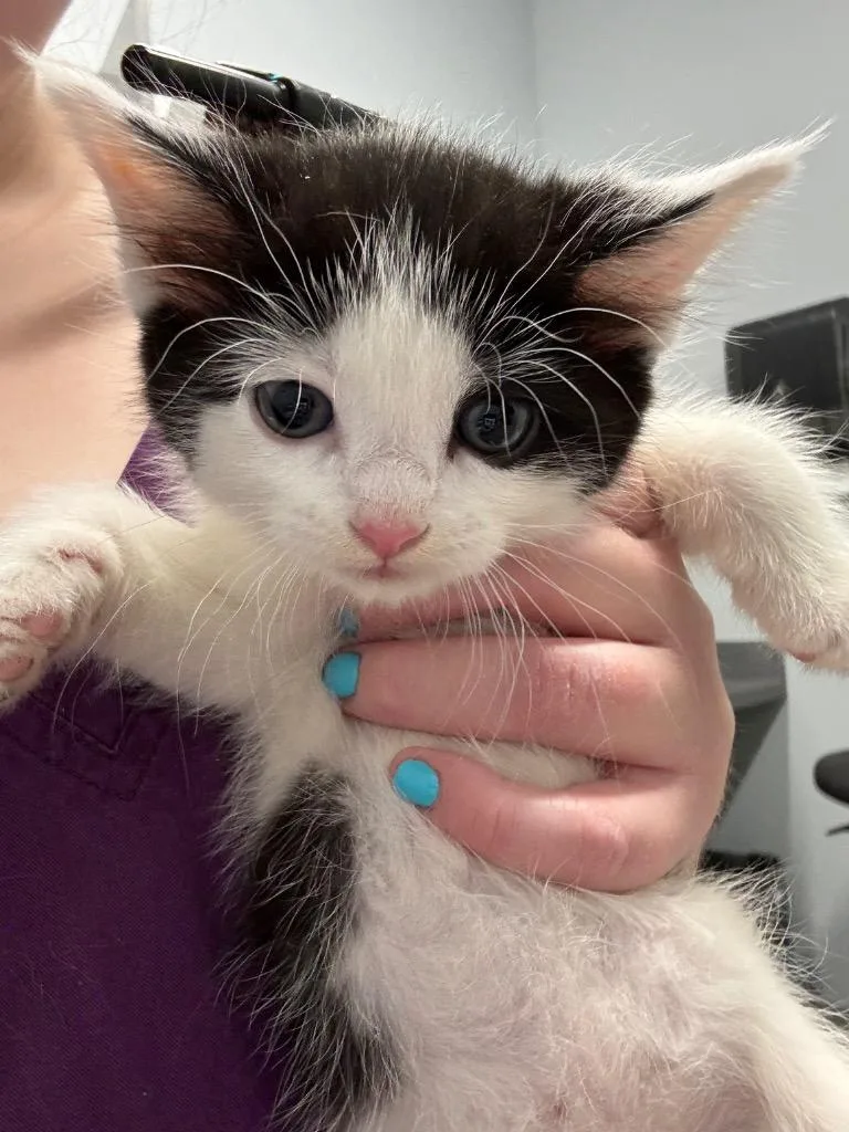 A baby medium-sized female Domestic Short Hair cat named Monet for adoption in Bloomington, IN