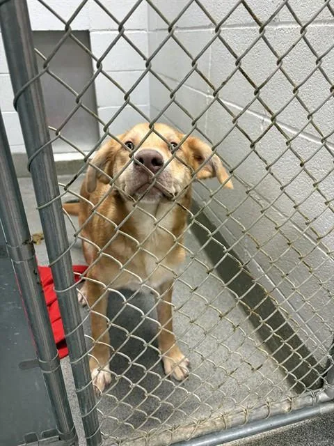 A young medium-sized male Labrador Retriever dog named Benson for adoption in Huntsville, AL