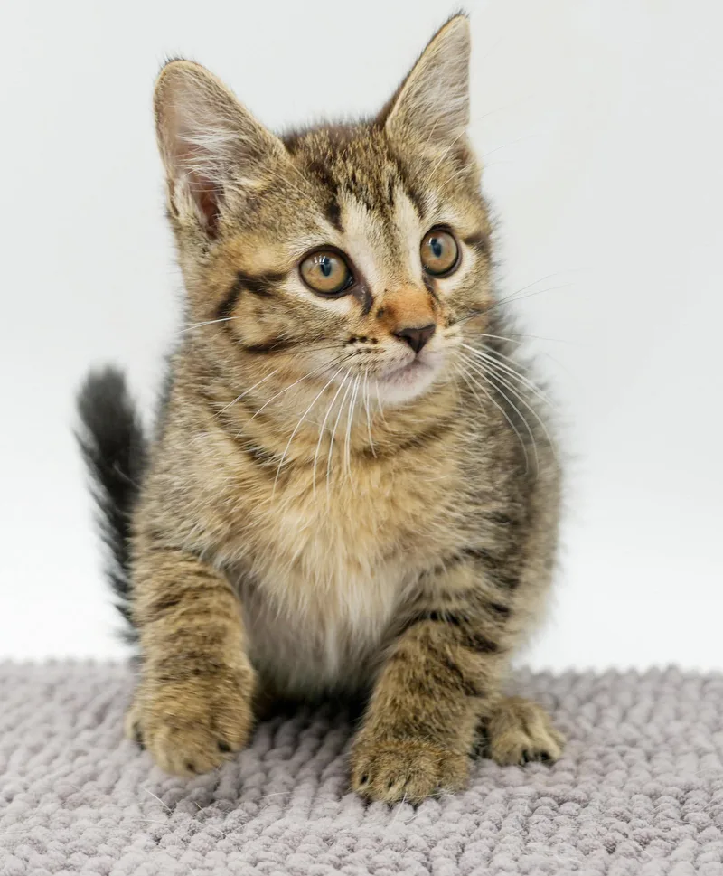 A baby small-sized female Tabby (Leopard / Spotted) Tabby cat named Opal is omg gorgeous for adoption in Bedford Hills, NY