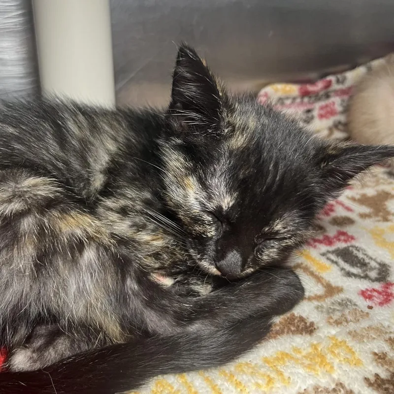 A baby small-sized female Black Domestic Short Hair cat named Slinky for adoption in Palm Springs, CA