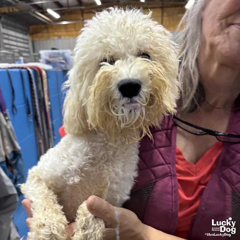 A young small-sized male Poodle dog named Puff for adoption in Washington, DC
