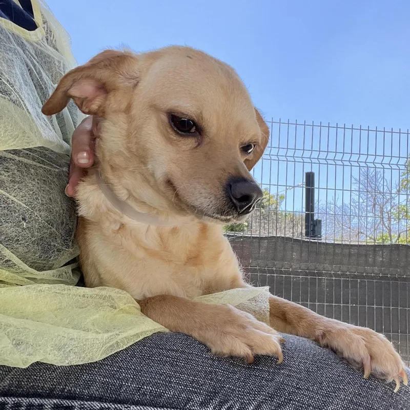 An adult small-sized female Yellow / Tan / Blond / Fawn Chihuahua dog named Jellybean for adoption in Hawthorne, CA