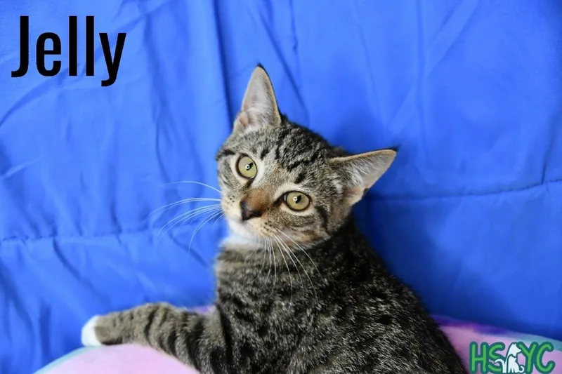 A baby medium-sized male Domestic Short Hair cat named Jelly for adoption in Fort Mill, SC