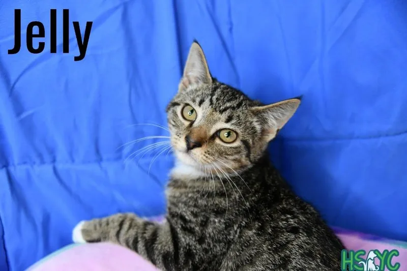 Jelly thumbnail 2