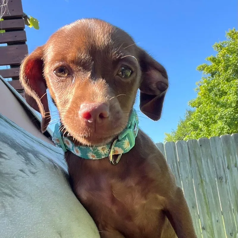 A baby small-sized female Brown / Chocolate Schnauzer dog named Tator Tot for adoption in New London, WI