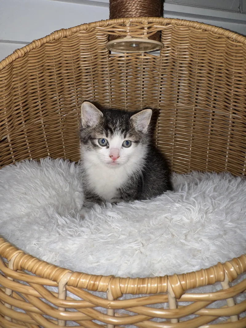 A baby small-sized male Domestic Short Hair cat named Tiger for adoption in Heyburn, ID