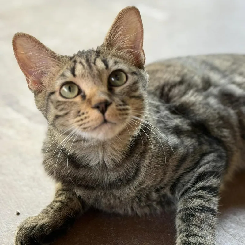 An adult small-sized male Brown / Chocolate Domestic Short Hair cat named Oreilles for adoption in Tucson, AZ