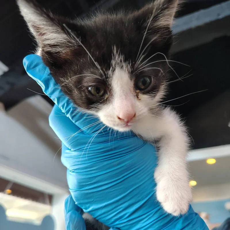 A baby medium-sized female Black & White / Tuxedo Domestic Short Hair cat named Mei Lee for adoption in San Jose, CA