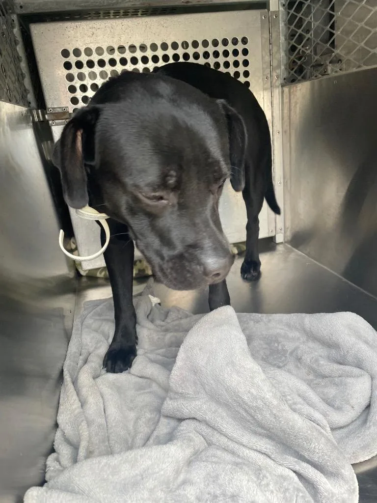 An adult medium-sized female Pit Bull Terrier dog named Beans for adoption in Clarksville, TN