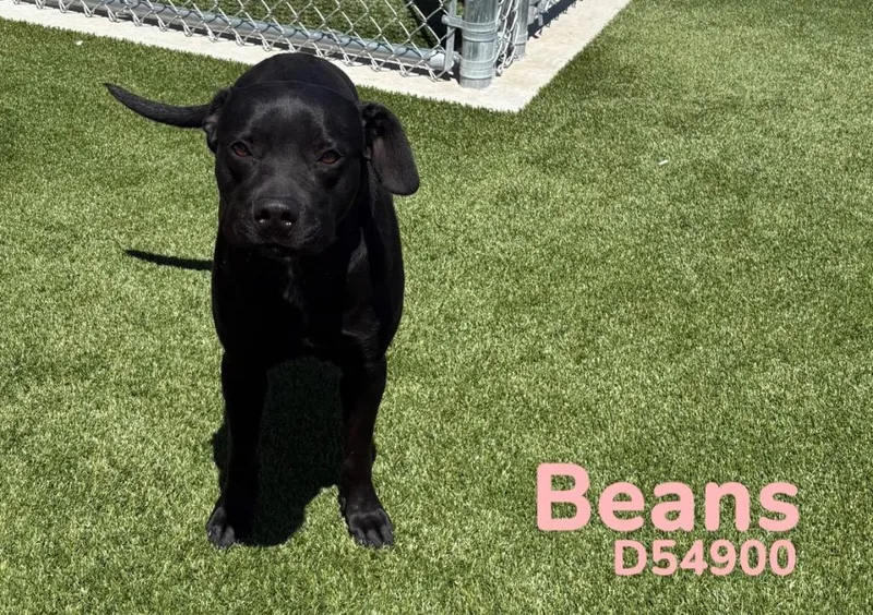 Beans thumbnail 2